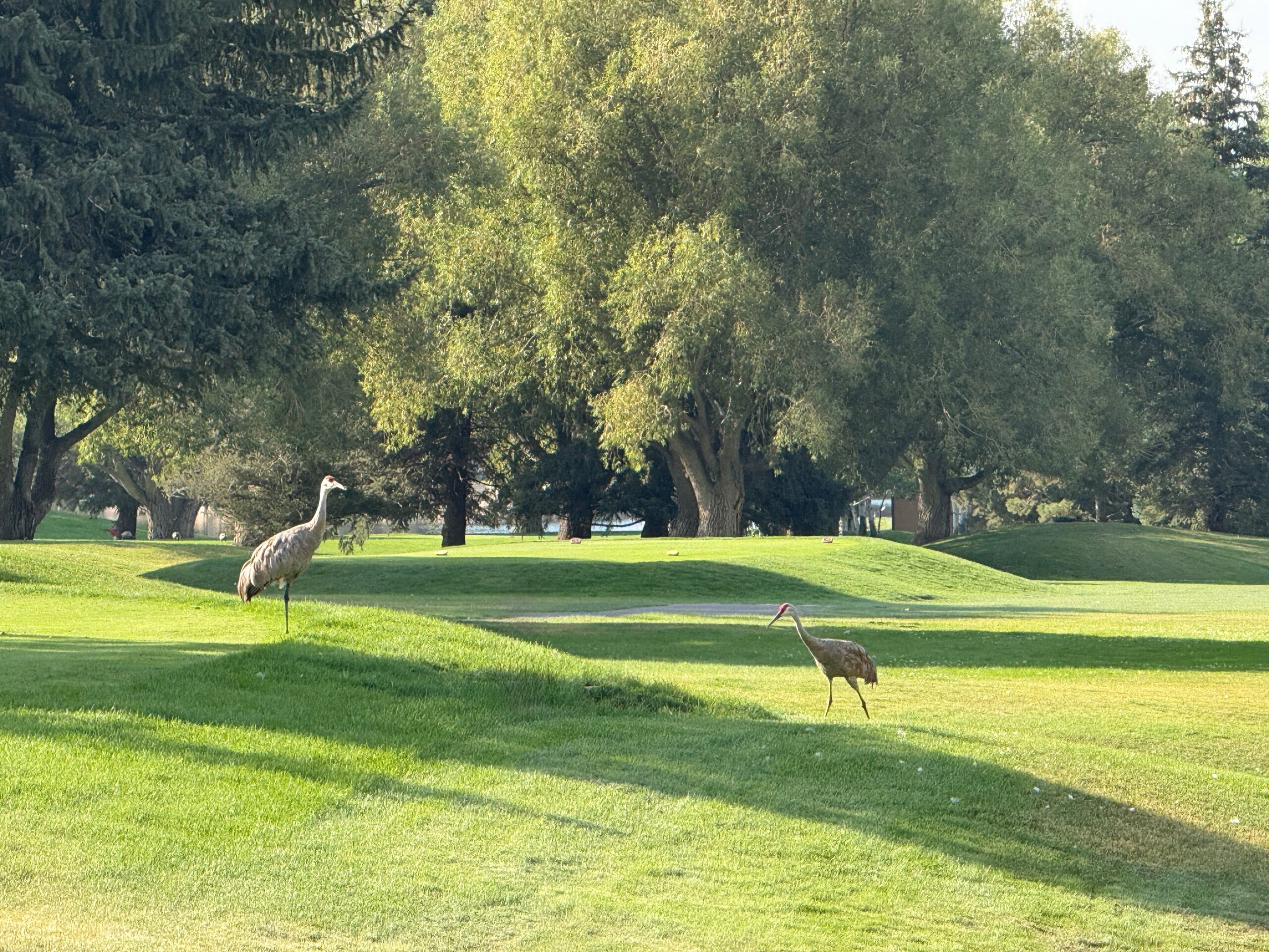 golf birds