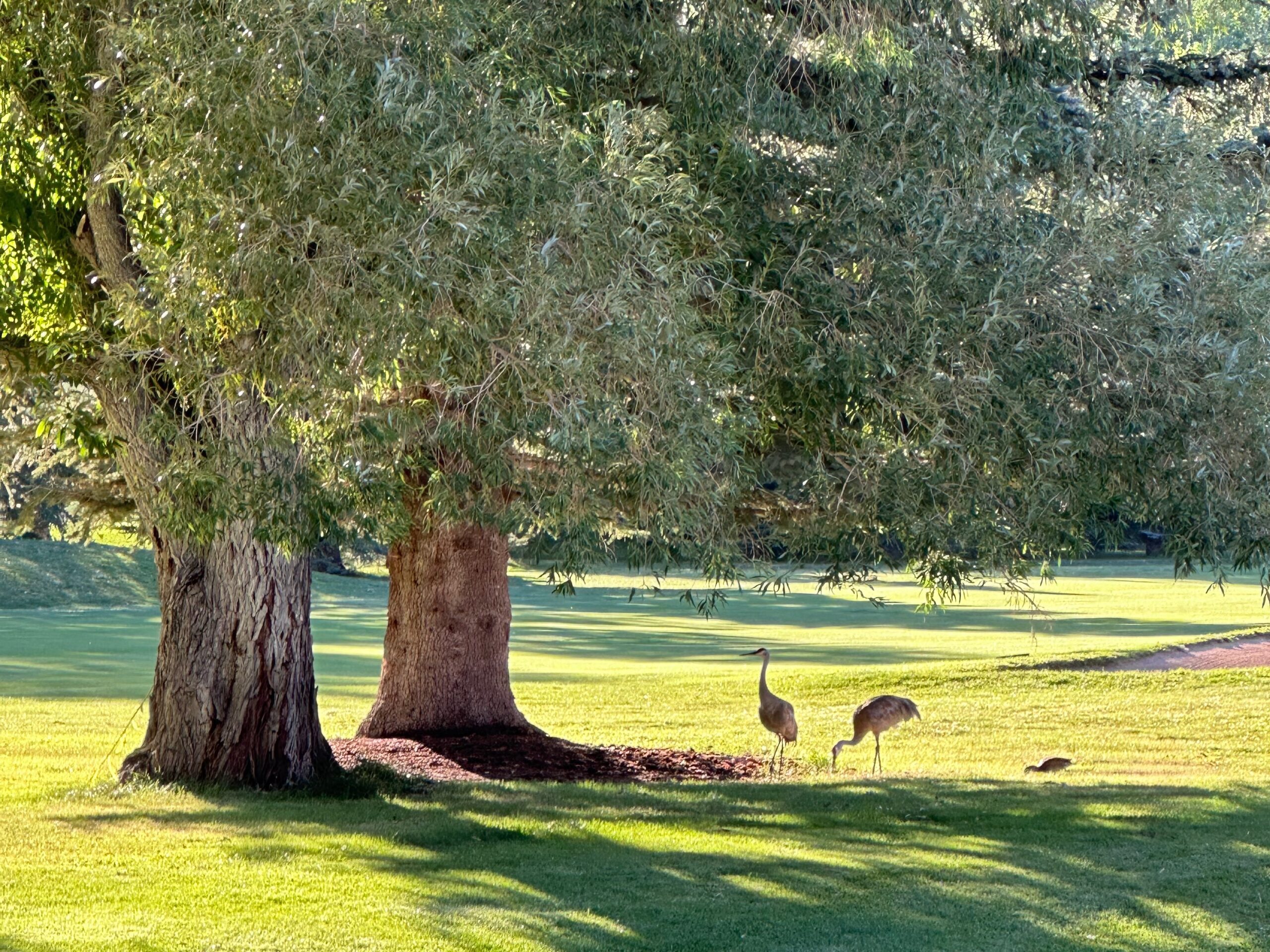 golf birds baby