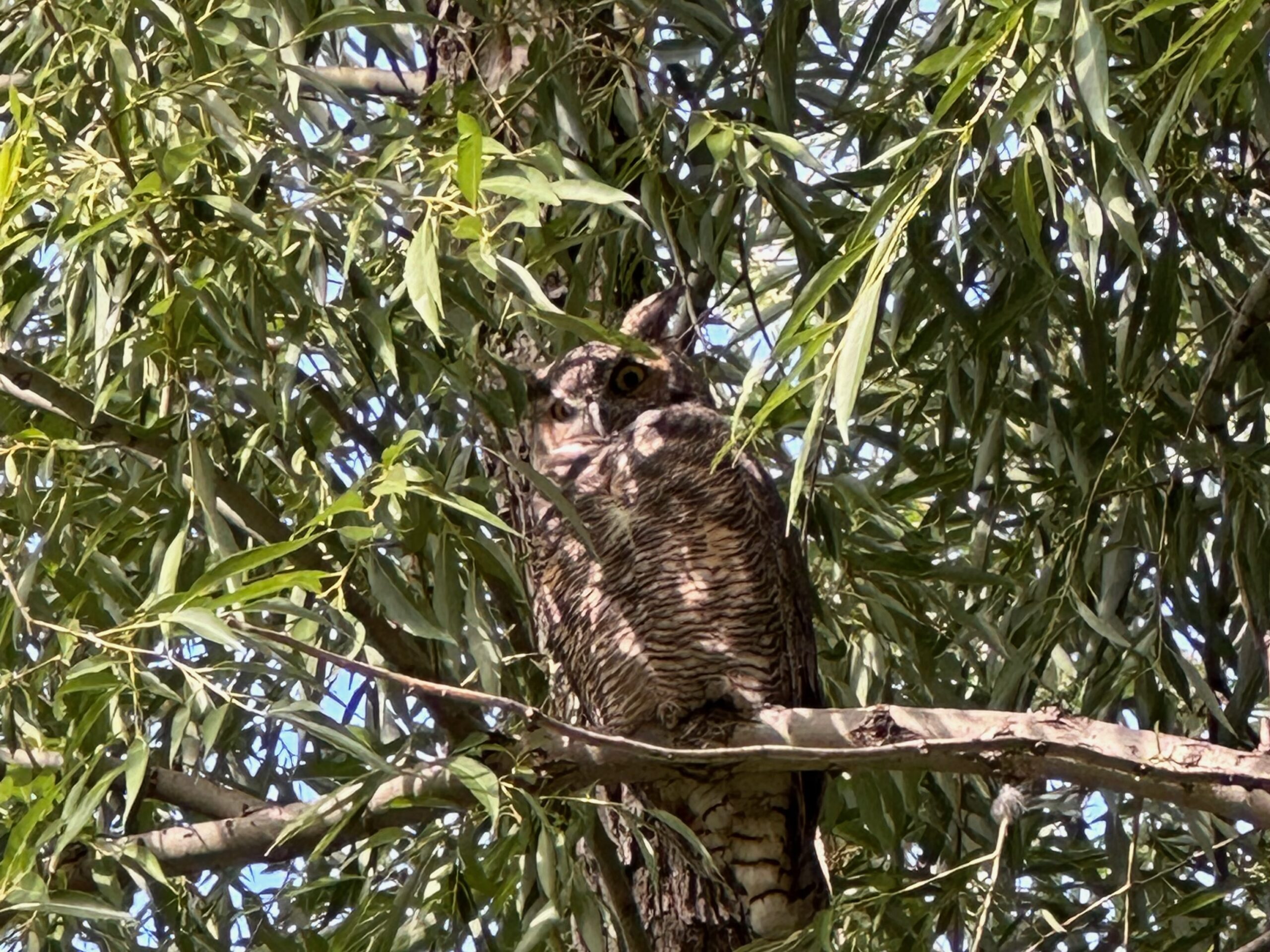 owl changed to landscape